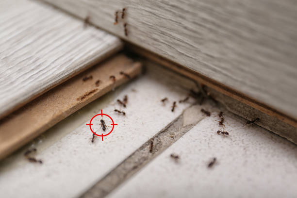 Best Pest Control Near Me in Leadville North, CO